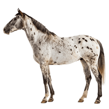 A horse with brown spots standing nicely png