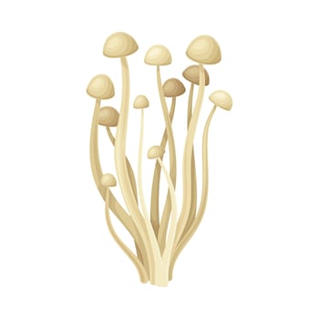 Enoki wild forest edible mushroom illustration on white background vector