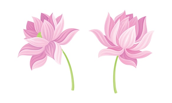 Set of pink lotus flowers. Beautiful flower, symbol of oriental practices, yoga, wellness industry, ayurveda products illustration vector
