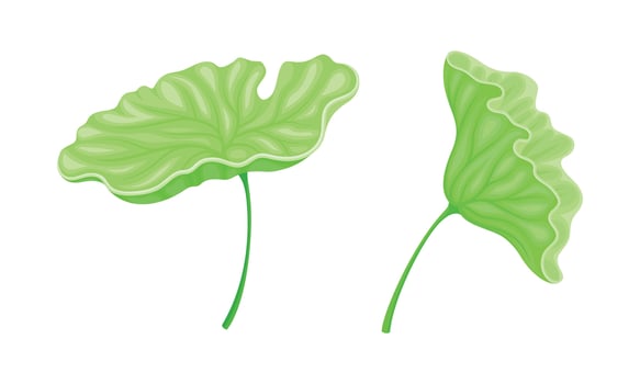 Lotus flower green leaves set. Symbol of oriental practices, yoga, wellness industry, ayurveda products illustration vector