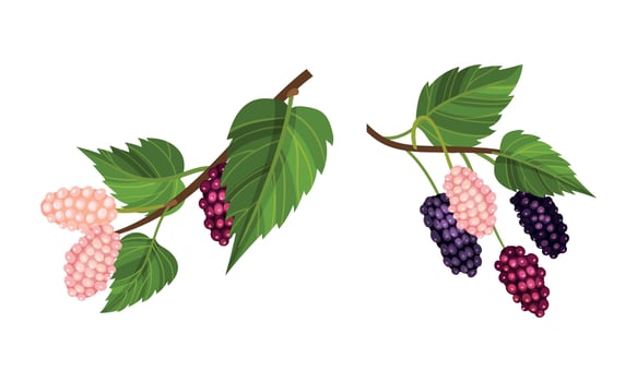 Grape bunches with leaves set. Fresh unripe grapes branches, wine ingredient, viticulture and agriculture organic product illustration vector