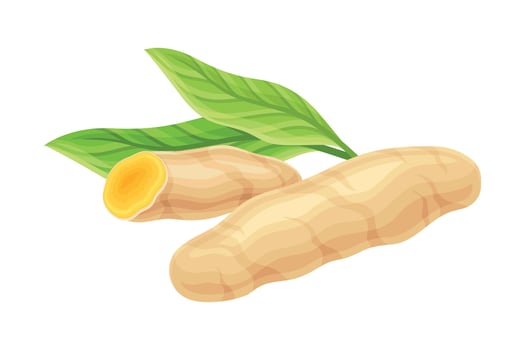 Turmeric or Curcuma Longa Rhizome Used in Asian Cuisine with Green Leaf Closeup Illustration vector