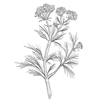 Cumin or Cuminum Cyminum Flowering Plant Drawing vector
