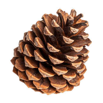 Natural Brown Pine Cone on Transparent Background png