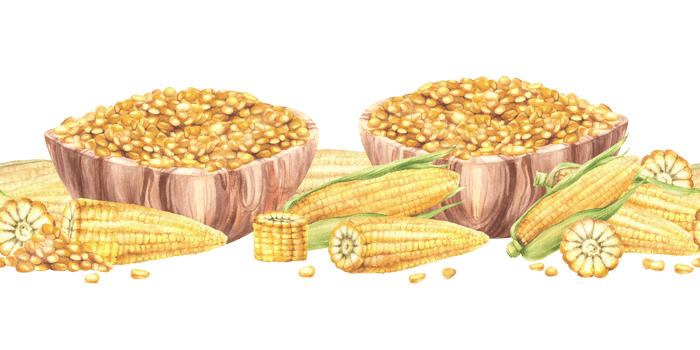 Cobs and kernels of corn, golden maize in wooden bowl seamless border. Dishes with Yellow pieces of corncobs, whole and cut cobs. Watercolor painted food pattern illustration Isolated from background png