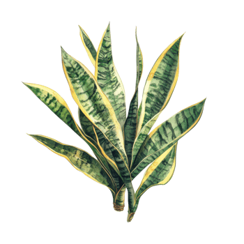 Snake plant illustration on transparent background png