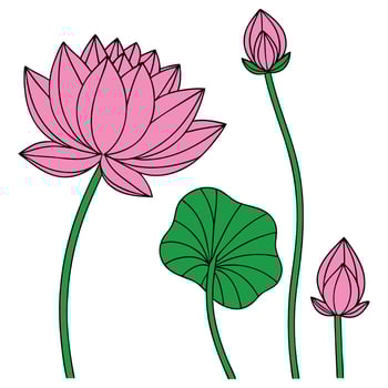 Pink Lotus Flowers Beautiful Plant With Green Leaf vector