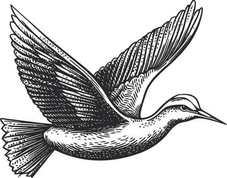 Detailed Hand-Drawn Illustration of a Bird in Flight with Wings Spread vector