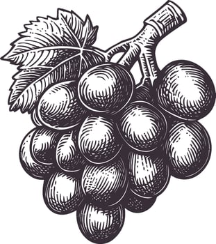 Hand-Drawn Illustration of Grapes with Leaf in Vintage Style vector