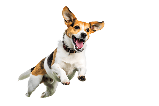 Energetic and joyful beagle dog in mid-air jump with open mouth and excited expression demonstrating pure happiness png