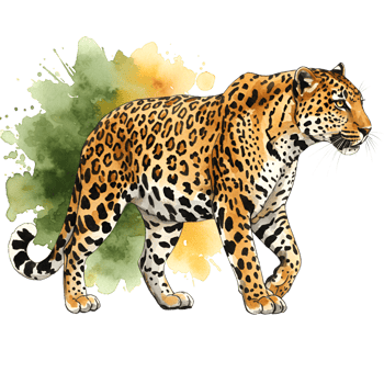 Watercolor painting of a jaguar walking with green and yellow watercolor splash behind it in the image on transparent background png