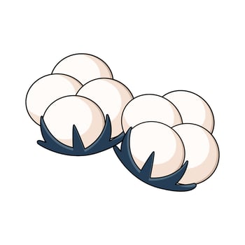 illustration of Cotton vector