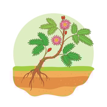 hand drawn mimosa plant vector