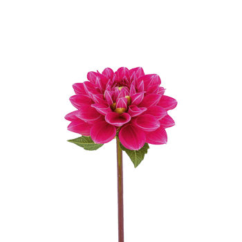 A vibrant pink dahlia flower with lush green leaves on single stem, isolated on transparency background, showcasing its intricate petal structure and vivid color png