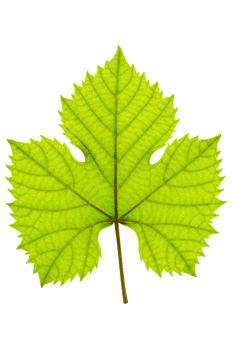 Translucent green grape leaf showing detailed veins isolated on a transparent background png