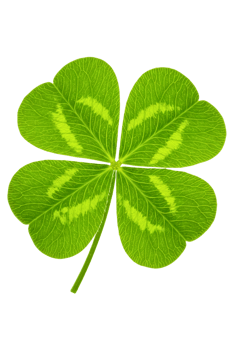 Lucky green four-leaf clover isolated on a transparent background png