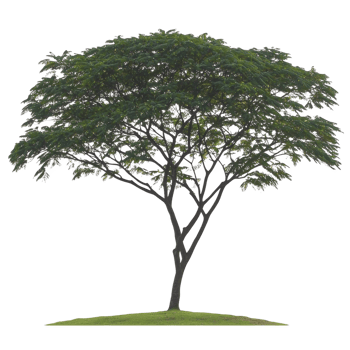 tall, lush tree with wide canopy stands alone on small grassy mound, its branches spreading gracefully. vibrant green leaves create dense, natural umbrella, offering shade and tranquility png