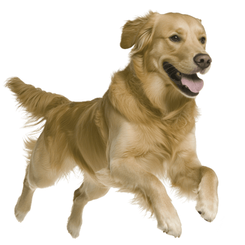 joyful golden retriever is captured mid leap, showcasing its playful nature and energetic spirit. dog fur is rich golden color, and its expression is one of happiness and excitement png
