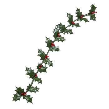 festive garland of glossy green holly leaves adorned with bright red berries, perfect for holiday decorations and adding touch of nature to seasonal celebrations png