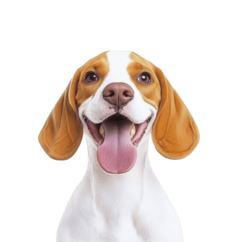happy beagle dog with wide smile and floppy ears looks directly at camera, showcasing its playful and friendly nature. dog tongue is out, adding to its joyful expression png