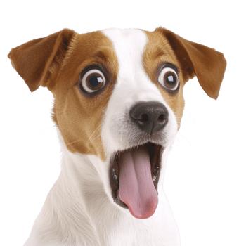 surprised dog with wide eyes and open mouth, showing playful and humorous expression. dog has white and brown coat, with floppy ears and pink tongue png