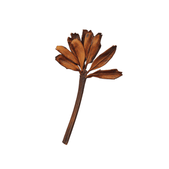 dried brown seed pod with multiple elongated sections is displayed against plain background, showcasing its natural texture and organic form png