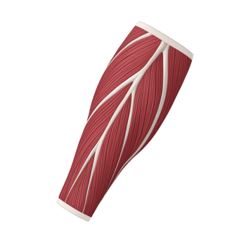 detailed 3D illustration of human calf muscle, showcasing intricate muscle fibers and structure, isolated on transparency background png
