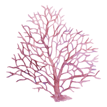 Watercolor illustration of delicate pink coral with branching structure. Inspired by marine nature and ocean reef life. Ideal for sea-themed designs, kids projects, or summer decorations. png