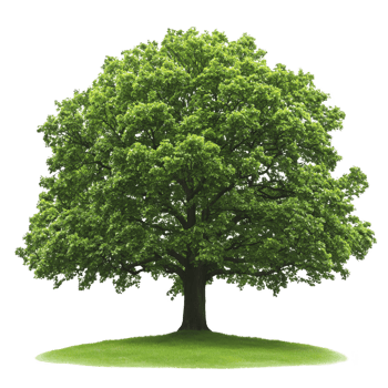 lush green tree stands alone on small grassy mound, showcasing its vibrant foliage and sturdy trunk. scene evokes sense of tranquility and natural beauty png