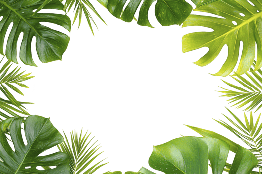 vibrant arrangement of tropical leaves forms lush green border, creating natural frame with empty center space. leaves display various shades and textures, evoking fresh and exotic atmosphere png