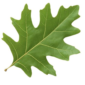 vibrant green oak leaf with detailed veins and smooth texture, showcasing nature intricate design. leaf lobed shape is characteristic of oak trees, symbolizing strength and endurance png