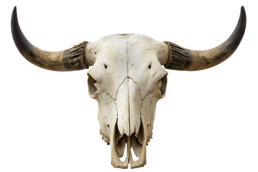 Weathered bovine skull with large curved horns isolated on transparent background, desert animal remains, bleached bones png