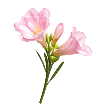 Violet Freesia Flower with Slender Green Stem png