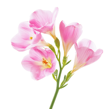 Botanical Purple Freesia with Stem png