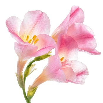 Delicate Purple Freesia with Vibrant Stem png