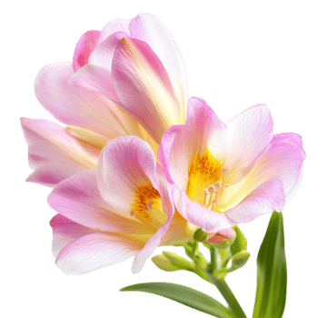 Fresh Purple Freesia with Long Green Stem png