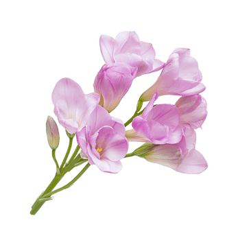 Purple Freesia Flower with Green Stem png