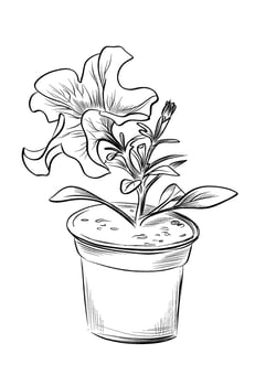 Single blooming petunia flower in pot vector
