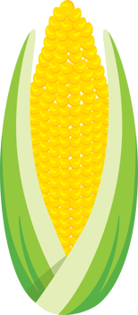 Fresh Corn with Husk Peeled Back Showing Kernels png