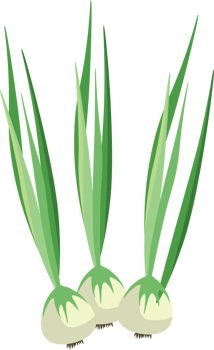 Fresh Green Onion png