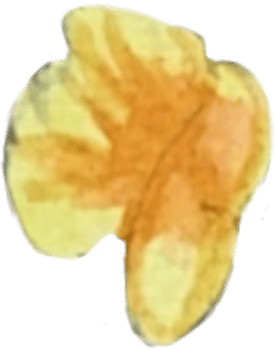 Yellow Flower with five petals that is drawn and painted by hand in watercolor fine art style png