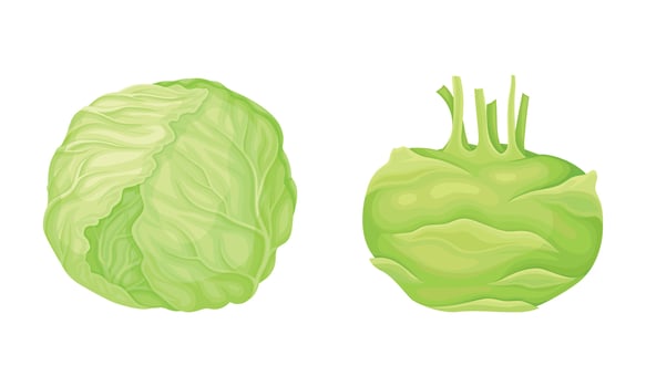 Turnip and Cappage as Ripe Vegetable and Healthy Raw Food Set vector