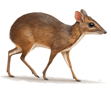 3D Illustration, Mouse Deer walking, isolated on a transparent background png