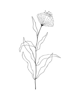 Outline drawing of flower, hand drawn illustration, flower bud on stem with leaves, stylized floral element isolated on white background. vector