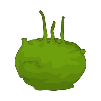 Vegetable named kohlrabi vector