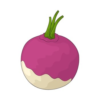 vegetable named turnip vector