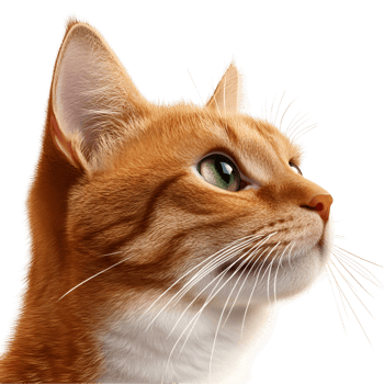 Ginger Cat Sitting Gracefully Pose Transparent Background png