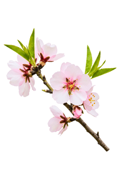 Delicate pink blossoms on a branch isolated on a transparent background png