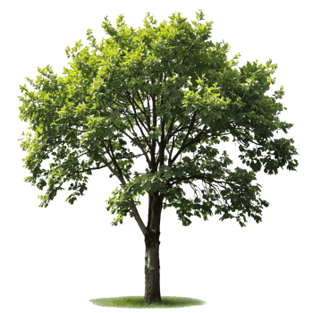 Lush Green Tree Isolated Background, Cut out png