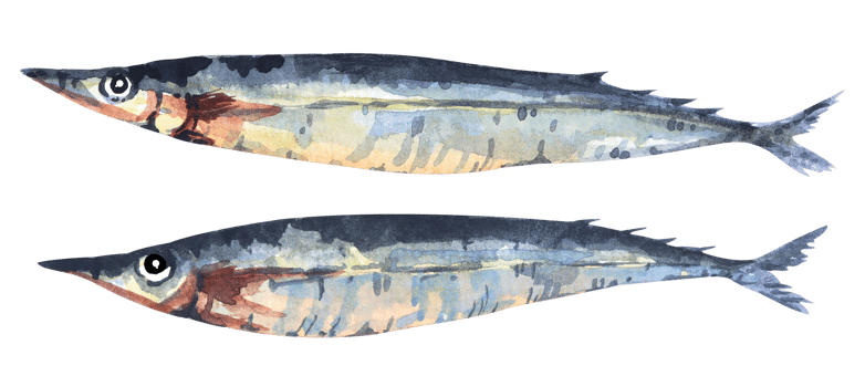 Fish Capelin.Hand drawn with watercolor.Sea food. png